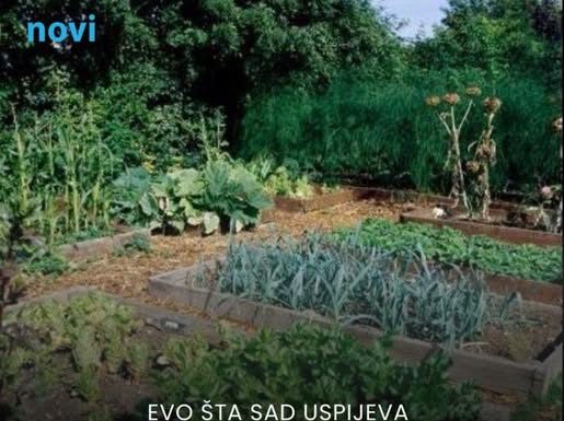 Posijte ovo u avgustu i berite svježe povrće cijele jeseni