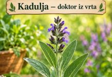 Kadulja: Vrtni iscjelitelj s moćnim zdravstvenim prednostima