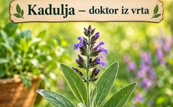 Kadulja: Vrtni iscjelitelj s moćnim zdravstvenim prednostima
