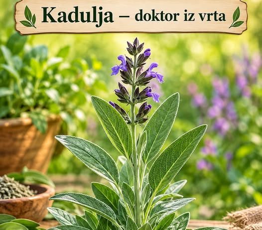Kadulja: Vrtni iscjelitelj s moćnim zdravstvenim prednostima