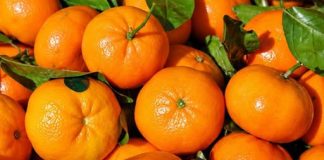 Čuvajte svoje zdravlje: EVO ZAŠTO TREBATE JESTI MANDARINE – Ovo je samo nekoliko dobrih razloga