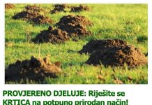 PROVJERENO DJELUJE: Riješite se KRTICA na potpuno prirodan način!