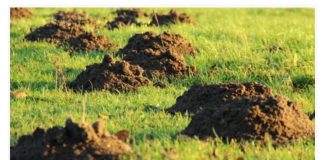 PROVJERENO DJELUJE: Riješite se KRTICA na potpuno prirodan način!