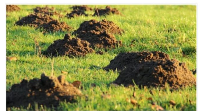 PROVJERENO DJELUJE: Riješite se KRTICA na potpuno prirodan način!