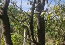 Koje voće i ukrasno bilje orezati, a koje ne na početku jeseni