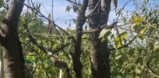 Koje voće i ukrasno bilje orezati, a koje ne na početku jeseni