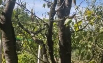 Koje voće i ukrasno bilje orezati, a koje ne na početku jeseni