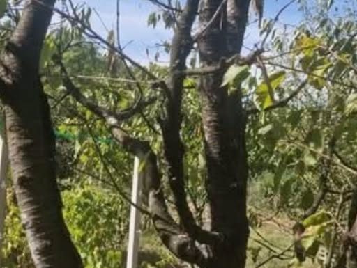 Koje voće i ukrasno bilje orezati, a koje ne na početku jeseni