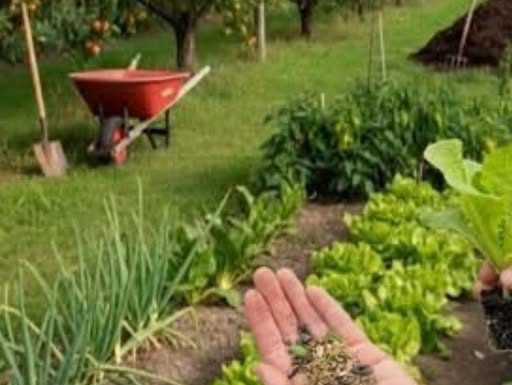 Šta se sije, sadi i radi ? Septembar u vrtu i voćnjaku!