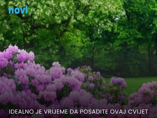 Božanstven cvijet koji prkosi hladnoći: Posadite ga sada, imaćete čarobno dvorište cijele zime