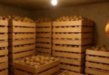 Sačuvajte krompir od propadanja – evo kako se skladišti!