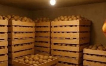 Sačuvajte krompir od propadanja – evo kako se skladišti!