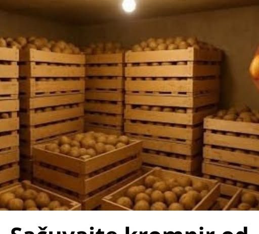 Sačuvajte krompir od propadanja – evo kako se skladišti!