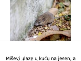 Miševi ulaze u kuću na jesen, a evo kako da im uđete u trag: Trik sa aluminijumskom folijom bolji od mišolovke