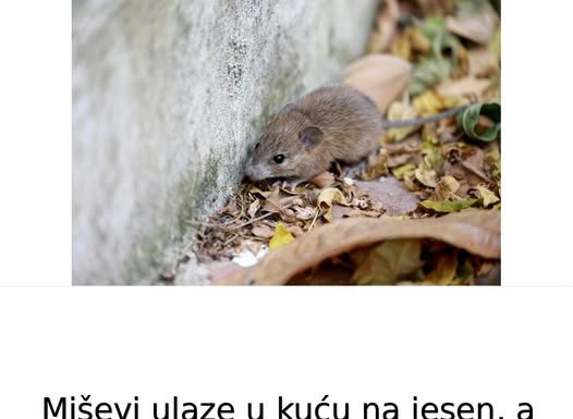 Miševi ulaze u kuću na jesen, a evo kako da im uđete u trag: Trik sa aluminijumskom folijom bolji od mišolovke