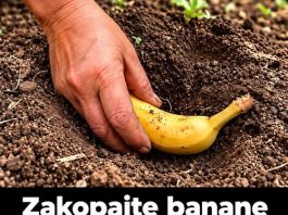 Zakopajte banane u vrtu na jesen. Evo šta da posadite na tom mjestu u proljeće!