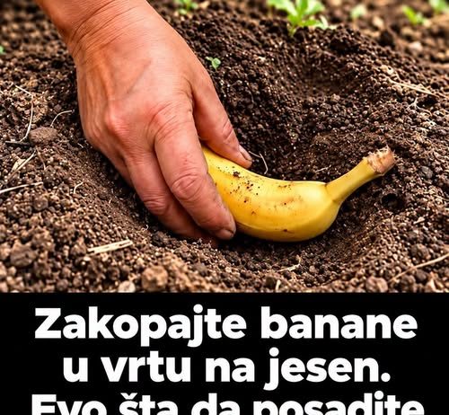 Zakopajte banane u vrtu na jesen. Evo šta da posadite na tom mjestu u proljeće!