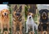 Koji pas vam se najviše dopada? Vaš izbor otkriva kakvi ste u duši