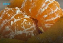 Koliko mandarina zaredom smijete da pojedete