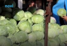 Evo koja sorta kupusa je najbolja za kiseljenje: Superiornija je od ostalih