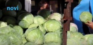 Evo koja sorta kupusa je najbolja za kiseljenje: Superiornija je od ostalih