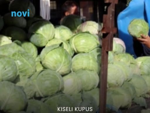 Evo koja sorta kupusa je najbolja za kiseljenje: Superiornija je od ostalih