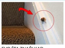 EVO ŠTA ZNAČI KAD SMRDIBUBA UĐE U KUĆU – NIPOŠTO JE NE UNIŠTAVAJTE