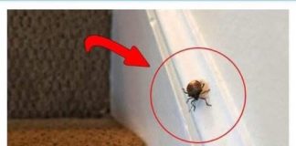 EVO ŠTA ZNAČI KAD SMRDIBUBA UĐE U KUĆU – NIPOŠTO JE NE UNIŠTAVAJTE