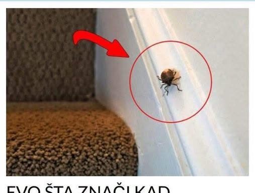 EVO ŠTA ZNAČI KAD SMRDIBUBA UĐE U KUĆU – NIPOŠTO JE NE UNIŠTAVAJTE