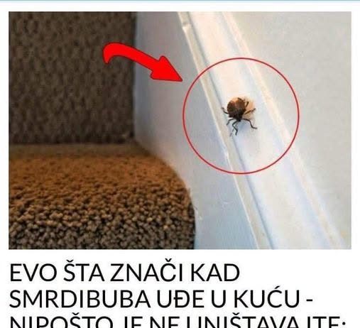 EVO ŠTA ZNAČI KAD SMRDIBUBA UĐE U KUĆU – NIPOŠTO JE NE UNIŠTAVAJTE